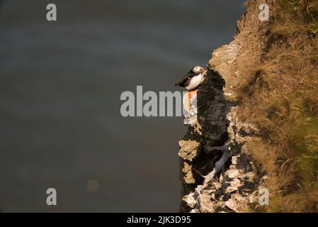 Ein Atlantischer Papageitaucher (Fratercula arctica), auch bekannt als gewöhnlicher Papageitaucher, saß an einem Felsrand des RSPB Bempton Cliffs, Großbritannien. Stockfoto