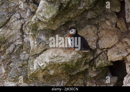 Ein Atlantischer Papageitaucher (Fratercula arctica), auch bekannt als gewöhnlicher Papageitaucher, saß an einem Felsrand des RSPB Bempton Cliffs, Großbritannien. Stockfoto