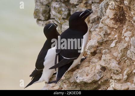 Ein Paar Razorbill-Vögel saß an einem Klippenrand entlang der britischen Küste (RSPB Bempton Cliffs). Der Razor-Billed Auk (Alca torda) ist ein Seevöbel, auch als Lesser Auk bekannt. Stockfoto