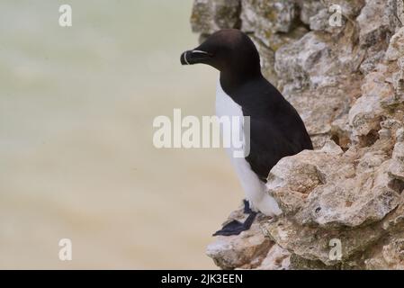 Ein Paar Razorbill-Vögel saß an einem Klippenrand entlang der britischen Küste (RSPB Bempton Cliffs). Der Razor-Billed Auk (Alca torda) ist ein Seevöbel, auch als Lesser Auk bekannt. Stockfoto