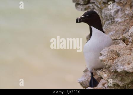 Ein einsam razorbill Vogel saß auf einem Klippenrand entlang der britischen Küste (RSPB Bempton Cliffs). The Razor-billed Auk (Alca torda), kolonialer Seevöbel aka Lesser Auk. Stockfoto