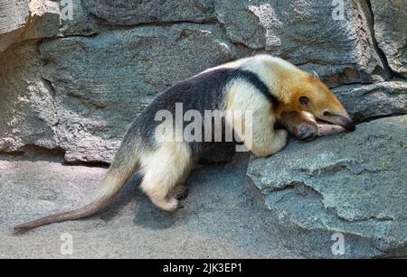 Nördliche Tamandua (Tamandua mexicana). Sie ist in Mittelamerika und im Nordwesten Südamerikas verbreitet Stockfoto