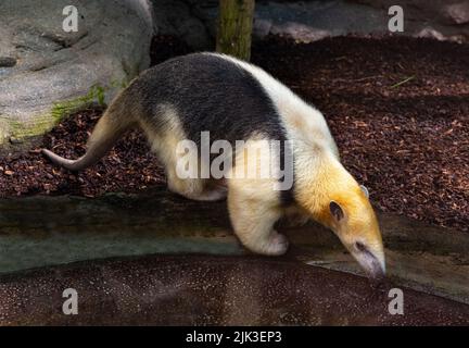 Nördliche Tamandua (Tamandua mexicana). Sie ist in Mittelamerika und im Nordwesten Südamerikas verbreitet Stockfoto