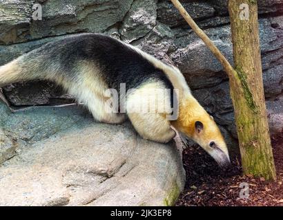 Nördliche Tamandua (Tamandua mexicana). Sie ist in Mittelamerika und im Nordwesten Südamerikas verbreitet Stockfoto