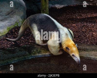 Nördliche Tamandua (Tamandua mexicana). Sie ist in Mittelamerika und im Nordwesten Südamerikas verbreitet Stockfoto