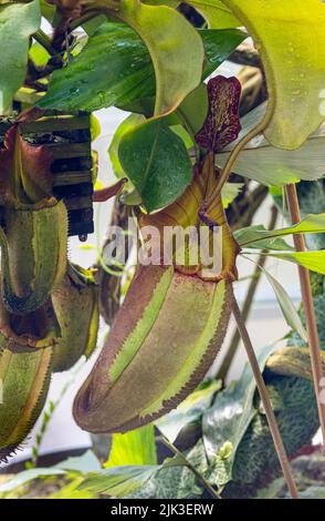 Die Pitcher-Pflanze von Veitch‘(Nepenthes veitchii) ist eine fleischfressende Pflanze der Gattung der Krug-Pflanzen (Nepenthes). Stockfoto