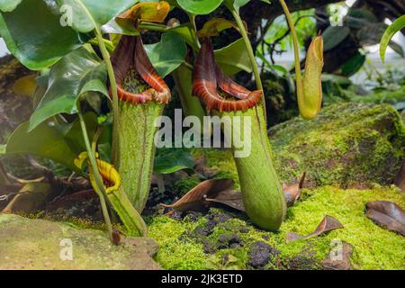 Die tropische Krug-Pflanze Nepenthes truncata, eine fleischfressende Pflanze. Nepenthes truncata ist endemisch in Mindanao auf den Philippinen Stockfoto