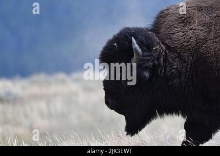 Mighty Bison im Yellowstone National Park USA Stockfoto