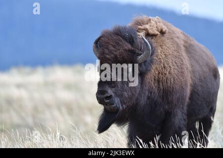Mighty Bison im Yellowstone National Park USA Stockfoto
