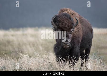 Mighty Bison im Yellowstone National Park USA Stockfoto