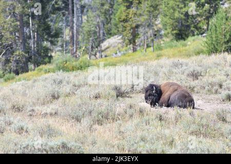 Mighty Bison im Yellowstone National Park USA Stockfoto