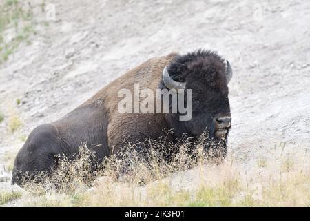 Mighty Bison im Yellowstone National Park USA Stockfoto