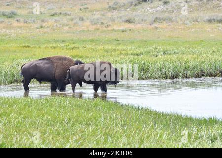 Mighty Bison im Yellowstone National Park USA Stockfoto