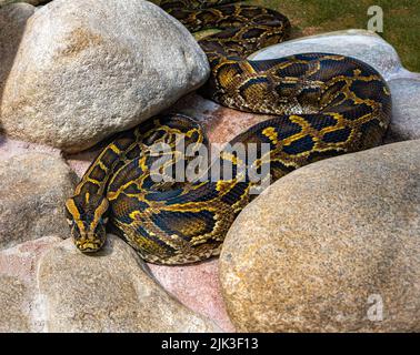 Nahaufnahme einer birmanischen Python auf dem Boden. Es stammt aus einem großen Gebiet Südostasiens. Stockfoto