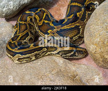 Nahaufnahme einer birmanischen Python auf dem Boden. Es stammt aus einem großen Gebiet Südostasiens. Stockfoto