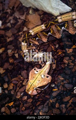 Gabun-Viper oder Western-Gaboon-Viper (Bitis gabonica), Viperidae. Stockfoto