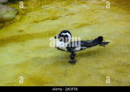 Afrikanischer Pinguin (Spheniscus demersus), auch Schwarzfußpinguin genannt, schwimmend Stockfoto