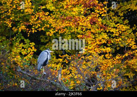 Grauer Reiher, der auf einem toten Ast ruht, mit herbstlichen Farben Stockfoto