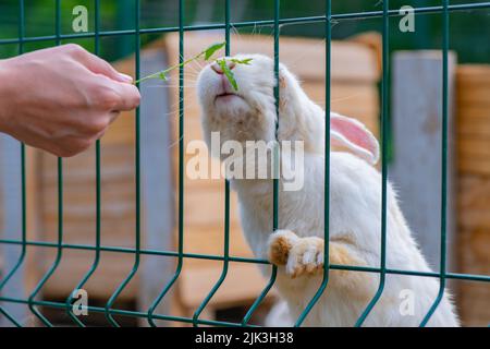 Gras fütterte weißes Kaninchen in einem Käfig Stockfoto