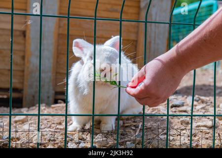 Erwachsenes weißes Kaninchen frisst Gras durch die Riegel Stockfoto