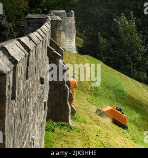 Grashang, der von einem ferngesteuerten orangefarbenen Mähroboter (KommTek RoboFlail) und Arbeiter in der historischen Stadtmauer von York, Yorkshire, England, Großbritannien, gemäht wird. Stockfoto