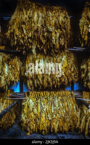 Goldene Tabakblätter hängen zum Trocknen in einer Tabakfabrik in Simbabwe, Afrika. Stockfoto