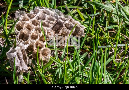 Nahaufnahme einer alten Wabe, die an einem warmen sonnigen Frühlingstag im Mai im kurzen Gras auf einer Wiese liegt. Stockfoto