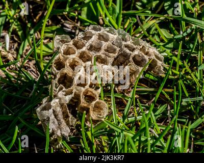 Nahaufnahme einer alten Wabe, die an einem warmen sonnigen Frühlingstag im Mai im kurzen Gras auf einer Wiese liegt. Stockfoto