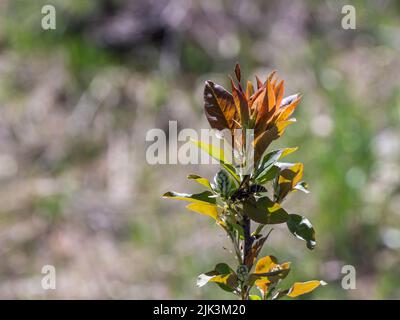 Nahaufnahme einer Wespe, die auf dem Ast eines gewöhnlichen Chokecherry-Baumes ruht, der an einem hellen sonnigen Frühlingstag im Mai auf einem Feld wächst. Stockfoto