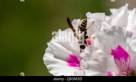 Nahaufnahme einer Wespe, die Nektar aus der rosa und weißen Blume auf einer königlichen weißen Geranium sammelt, die in einem Blumengarten wächst. Stockfoto