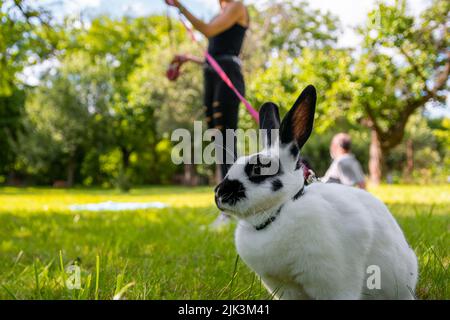 Kleines lustiges schwarz-weißes Kaninchen an der Leine spaziert im Garten. Ein flauschiges Kaninchen an der Leine laufen. Stockfoto