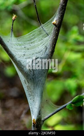 Nahaufnahme eines östlichen Zeltes Raupennests, das sich auf einem Baum befindet, der an einem warmen Tag im Mai im Wald wächst und einen verschwommenen Hintergrund hat. Stockfoto