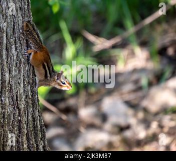 Nahaufnahme eines Chipmunks, der an einem warmen sonnigen Frühlingstag im Mai im Wald wächst und einen verschwommenen Hintergrund hat, der an der Seite eines Baumstamms klettert.