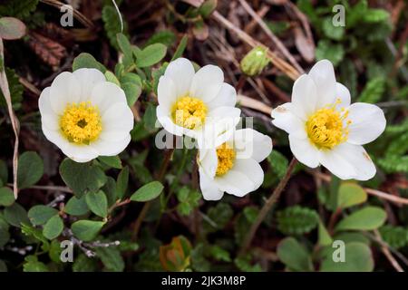 Mountain avens Stockfoto