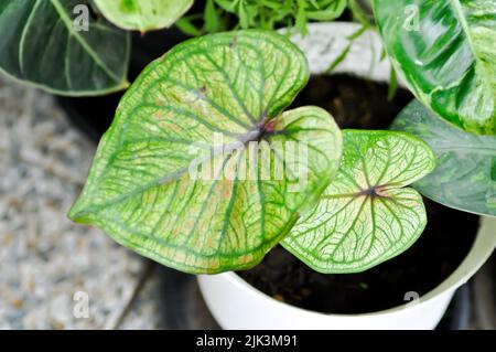 Caladium, Caladium Bicolor Vent oder Caladium Bicolor oder Caladium sp Pflanze Stockfoto