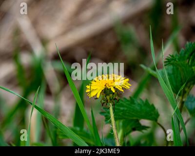 Nahaufnahme der gelben Blume auf einer Elendonpflanze, die an einem warmen Frühlingstag im Mai auf einem Rasen wächst und einen verschwommenen Hintergrund hat. Stockfoto
