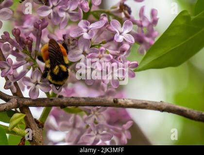 Nahaufnahme einer orangefarbenen Hummel, die Nektar aus den rosafarbenen Blumen auf einem Fliederbaum sammelt, der an einem warmen Frühlingstag in einem Blumengarten wächst Stockfoto