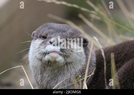 Ein kurzklaubiger Otter, der nach Essen schaut Stockfoto