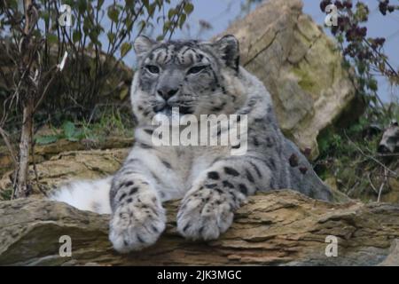 Beobachtung von Schneeleoparden Stockfoto