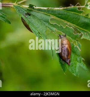 Nahaufnahme einer winzigen Bernsteinschnecke, die an einem warmen Juni-Tag auf einem Pflanzenblatt kriecht, mit verschwommener Vegetation im Hintergrund. Stockfoto