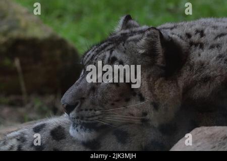 Ein Schneeleopard aus nächster Nähe Stockfoto