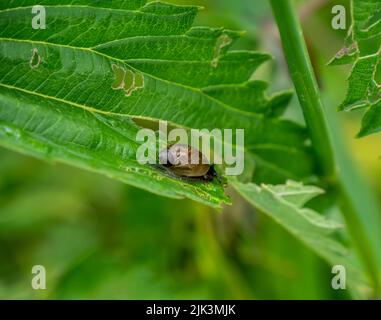 Nahaufnahme einer winzigen Bernsteinschnecke, die an einem warmen Juni-Tag auf einem Pflanzenblatt kriecht, mit verschwommener Vegetation im Hintergrund. Stockfoto