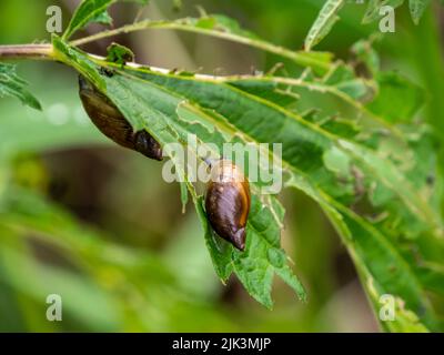 Nahaufnahme einer winzigen Bernsteinschnecke, die an einem warmen Juni-Tag auf einem Pflanzenblatt kriecht, mit verschwommener Vegetation im Hintergrund. Stockfoto