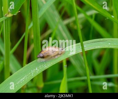 Nahaufnahme einer winzigen Bernsteinschnecke, die an einem warmen Juni-Tag auf einem Pflanzenblatt kriecht, mit verschwommener Vegetation im Hintergrund. Stockfoto