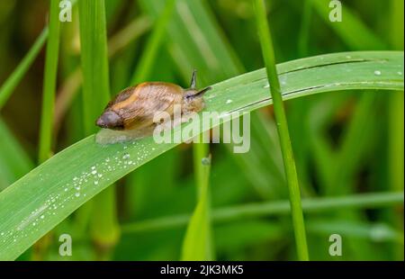 Nahaufnahme einer winzigen Bernsteinschnecke, die an einem warmen Juni-Tag auf einem Pflanzenblatt kriecht, mit verschwommener Vegetation im Hintergrund. Stockfoto