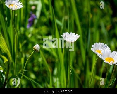 Nahaufnahme von Gänseblümchen, die an einem warmen, sonnigen Tag im Juni auf einer Wiese wachsen, mit verschwommenem Hintergrund. Stockfoto