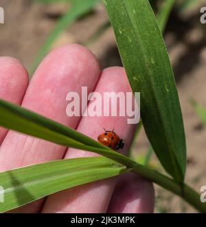 Nahaufnahme einer menschlichen Hand, die einen winzigen Marienkäfer und die Blätter einer Graspflanze an einem warmen, sonnigen Tag im Juni mit verschwommenem Hintergrund hält. Stockfoto