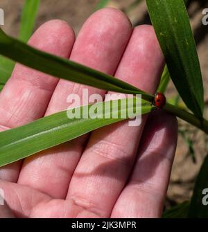 Nahaufnahme einer menschlichen Hand, die einen winzigen Marienkäfer und die Blätter einer Graspflanze an einem warmen, sonnigen Tag im Juni mit verschwommenem Hintergrund hält. Stockfoto