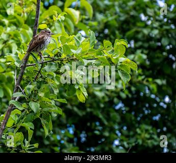 Nahaufnahme eines Singspereils, der auf dem Ast eines gewöhnlichen Sanddornbaums thront, der an einem hellen sonnigen Tag im Juni im Wald wächst. Stockfoto