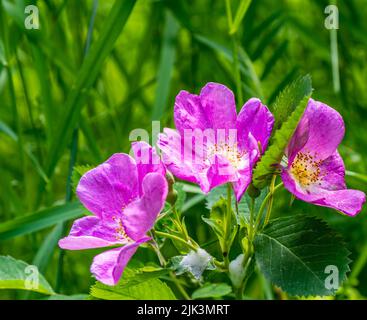 Nahaufnahme der rosa Blüten einer wilden Rosenpflanze, die an einem warmen sonnigen Tag im Juni im hohen Gras mit verschwommenem Hintergrund blüht. Stockfoto